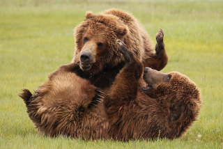 Illustration for article titled Please Enjoy This Gallery Of Amazing Bear Photos